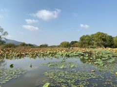-长兴太湖图影湿地文化园
