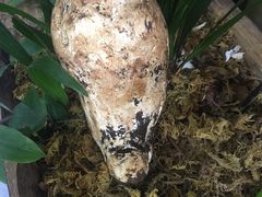 老人头-菌之家·专业纯野生菌火锅·特色炒菌