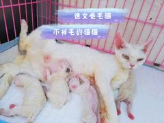 -十年猫舍·猫咪专门店(普陀店)