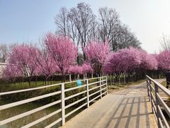 -洛阳市隋唐城遗址植物园