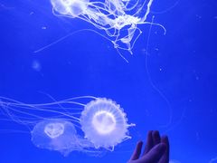 -海合安成都极地海洋公园