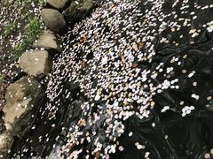 -井之头恩赐公园