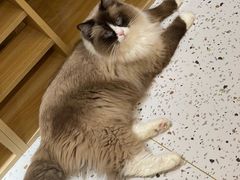 -猫域·湾主题猫咖·宠物吧(南坪城市广场店)