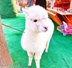 -萌宠亲子动物乐园(槐房万达店)