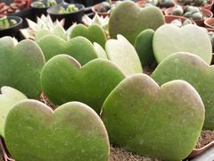 -三圣花乡旅游区