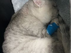 -纳吉亚猫专科动物医院(康都外科中心)