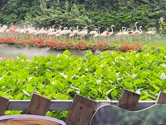 -广州长隆飞鸟乐园