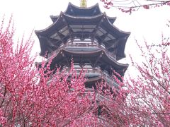 -洋湖国家湿地公园