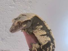 -读宠于你·约克夏比熊·睫角守宫·爬宠售卖(高新店)