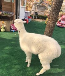 -萌宠亲子动物乐园(槐房万达店)