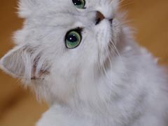 -李小姐の猫咖啡馆(五角场店)