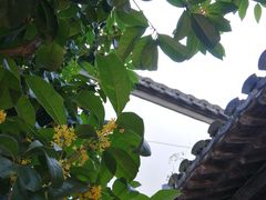 -南京市民俗博物馆(甘熙故居)