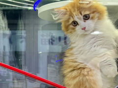 -小猫来了·猫舍(红山六九七九店)