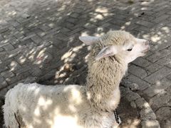 -武汉紫薇都市田园