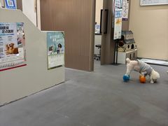 -派特宠物医院(圆融广场店)