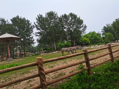 -大连森林动物园