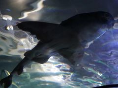 -悉尼海洋生物水族馆