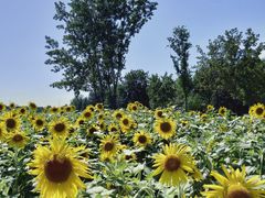 -汉长安城未央宫国家考古遗址公园