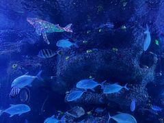 -沙沙哗啦海洋馆(华宇百花谷店)