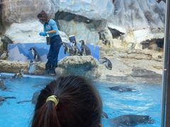 -帝企鹅自助餐厅•儿童岛•真企鹅(长隆企鹅酒店)