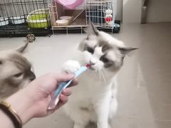 -袖虎宠物(锦绣生态园店)