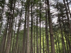 -洛阳白云山景区
