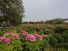 -曹州牡丹园