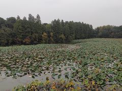 -东湖落雁景区