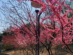 -大兴滨河森林公园