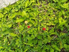 -黑龙江省森林植物园