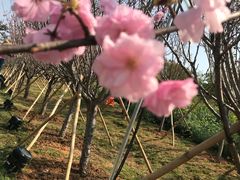 -天适樱花悠乐园