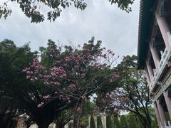 -广东圆玄道观