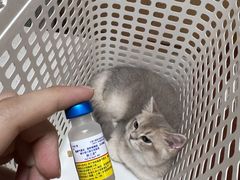 -千城康桥宠物医院·猫科·骨科·心脏