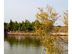 -大湾区中央湿地公园
