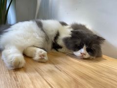 -李小姐の猫咖啡馆(五角场店)