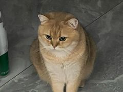 -猫大福·Fortune Cat猫舍(百子湾店)