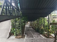 -海南槟榔谷黎苗文化旅游区