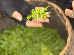 -十八棵（老龙井）御茶园(老龙井店)