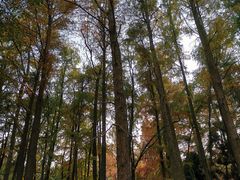 -上海共青森林公园