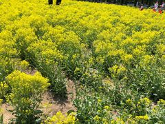 -天津武清北运河郊野公园房车露营地