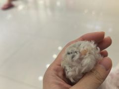-瑞鹏宠物医院·夜间急症·心超·猫科(祖庙分店)