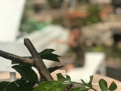 -花溪雨·森林餐厅(石基店)
