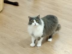 -1013 PET SHOP精品宠物商店(丁香店)