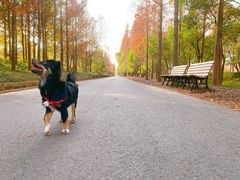 -上海长兴岛郊野公园