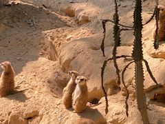 -广州长隆野生动物世界
