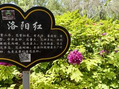 -洛阳市隋唐城遗址植物园