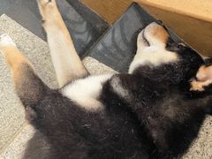 -喜柴咖啡·柴犬狗咖