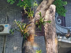 -柳侯公园