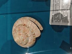 -青岛贝壳博物馆