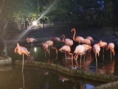 -清迈夜间动物园